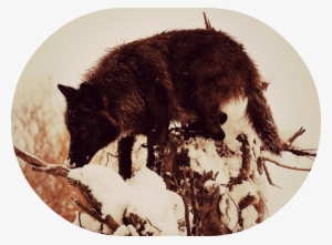 Roku - Wolf