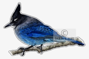 Steller - Steller's Jay