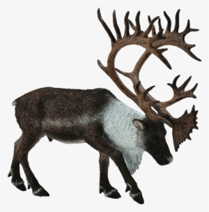 Download - Collecta 88709 - Woodland Caribou