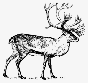 Caribou Png