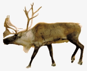 Some Animals Live In More Than One Biome - Transparent Alpine Tundra Animal