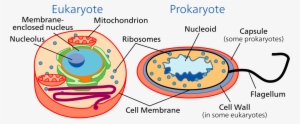 Surprisingly, A Nucleus-like Structure That Forms During - Diagram Of Eukaryotic And Prokaryotic Cell