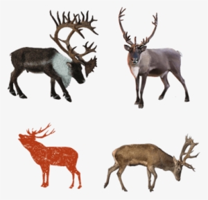 Collecta 88709 - Woodland Caribou