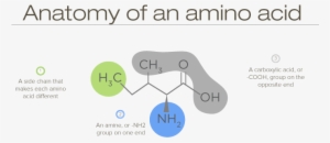 Anatomy Of An Amino Acid