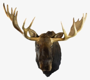 Moose Head Png - Alaska