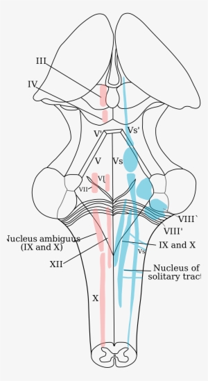 Cranial Nerve Nucleus Wikipedia - Spinal Trigeminal Nucleus