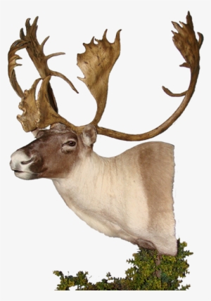 Caribou Mount