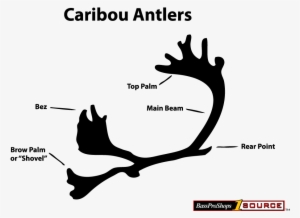 Caribou Antlers About - Double Shovel Caribou