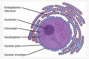 The Nuclear Envelope Consists Of Two Layers - Eukaryotes Cell