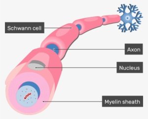 An Image Showing Nucleus Of The Schwann Cell In Addition - Neurolimma Axon