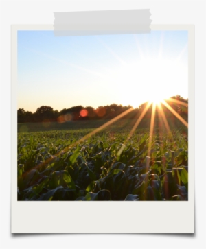 We Secure Affidavits Of Genetic Integrity On Scores - Plantation Life Before Emancipation Ebook