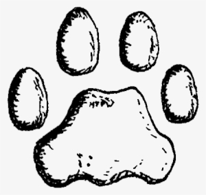 Puma Pfote - Pfotenabdruck Puma