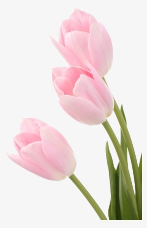 Welcome To The Dollhouse - Tulipanes Rosados