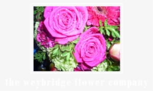 Finallogo - Garden Roses