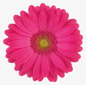 Welcome To - Pink Daisy