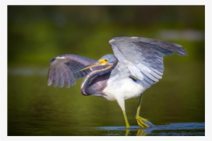 Seabird