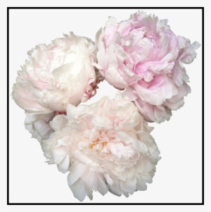 Ideas Of White Bouquet Png Amazing
