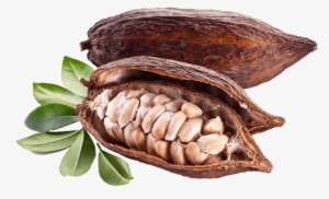 Free Png Cacao With Bones Png Images Transparent - Cocoa Pods And Beans