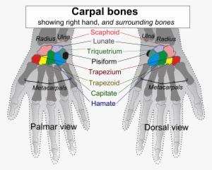 Carpal Bones - Scaphoid Bone