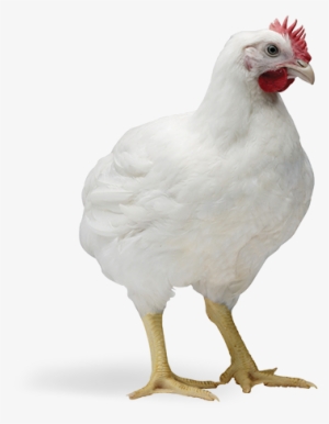 Read Guides - Cobb 500