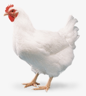 Home - B - B - Chicks - Broiler Chicken Meat Png
