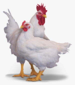 The Ross 708 Parent Stock Has Been Developed To Maximize - Broiler Parent Stock