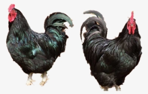 Black Chicken/ Ayam Hitam - Java Chickens