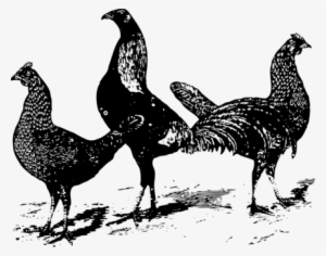 Leghorn Chicken Brahma Chicken Broiler Rooster Poultry - Black And White Chicken Tag