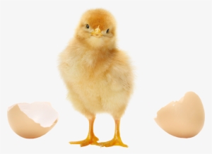 About Pluriton - Photography