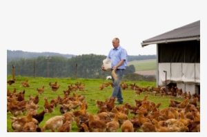 Alternative - Élevage Label Rouge