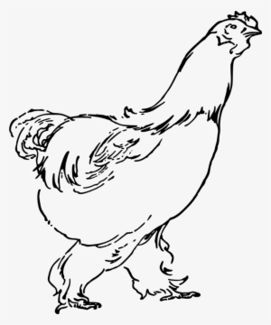 Rooster Chicken Drawing Landfowl Poultry - Hen Drawing Png