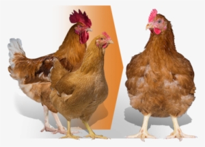 Rooster