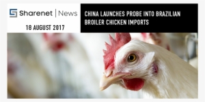News - Chicken
