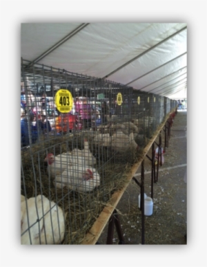 2018 Poultry Festival 4 H Show Broiler Orders Taken - Cage
