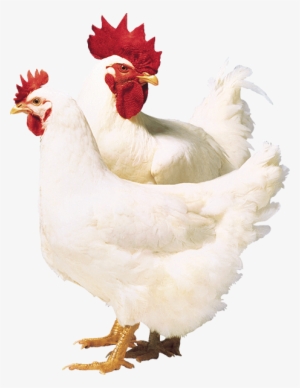 Broiler Breeders - Aviagen Chickens