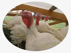 Pastured Broilers - Turkey