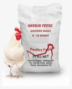 Read More - - Rooster