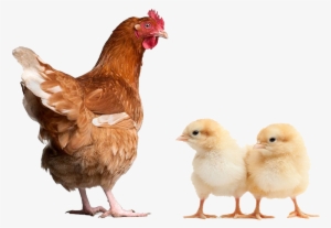 Broiler Finisher Concentrate 10% - Chicken Manual By Laurence Beeken