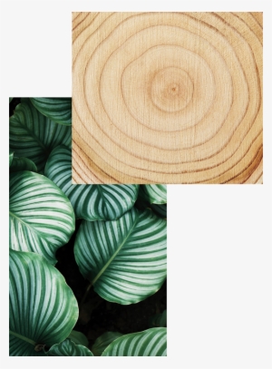 Natural - Notizbuch-set Wild, 3-tlg.