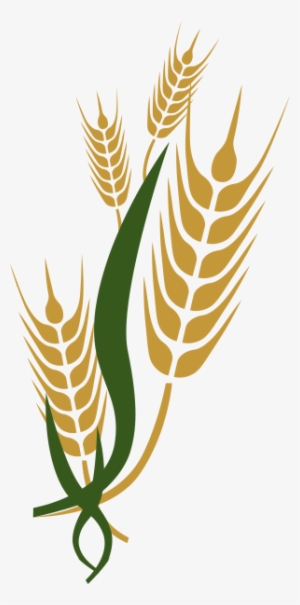 Farmer - Indian Farmer