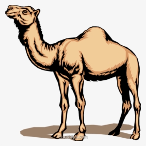 Camel Royalty Free Vector Clip Art Illustration - Adaptive Features Of Camel