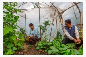Free Indian Farmer Png - Sikkim