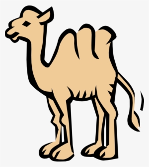 Vector Illustration Of Dromedary Beast Of Burden Camel - Camel