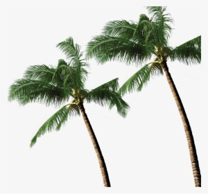 3d Coconut Tree Png Download