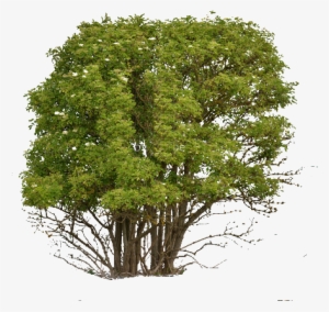 Png Cutout Tree - Softwood And Hardwood Trees
