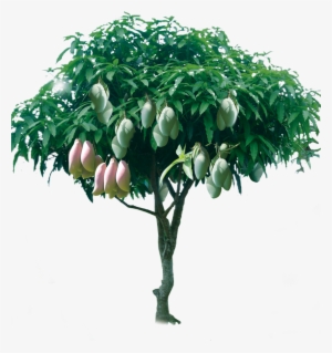 Graphic Tree Fruitful Transprent Png Free Download - Gambar Pohon Mangga Berbuah