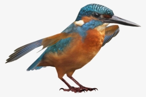 Common Kingfisher - Portable Network Graphics