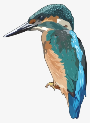Icons Png Free And - Kingfisher Clipart