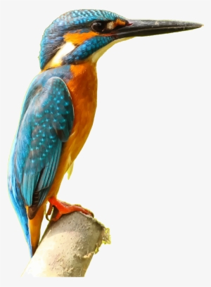 Kingfisher Png Picture - Kingfisher Png