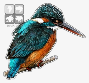 Kingfisher Drawing Graphic Black And White Library - Kingfishers Of The World Greeting Card